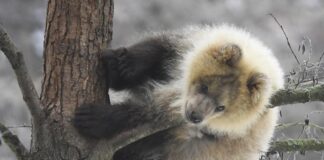 Bojnická zoo pristúpila k eutanázii medvieďaťa