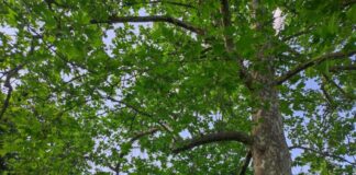 Starostlivosť o zeleň v meste prejde na nové oddelenie