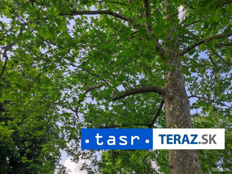 O titul Strom roka 2024 opäť bojuje 12 najzaujímavejších stromov