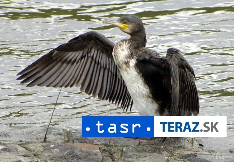 K zintenzívneniu lovu kormorána má motivovať aj finančná odmena