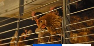 Na výstavisku v Nitre predstavujú chovatelia takmer 23.000 zvierat