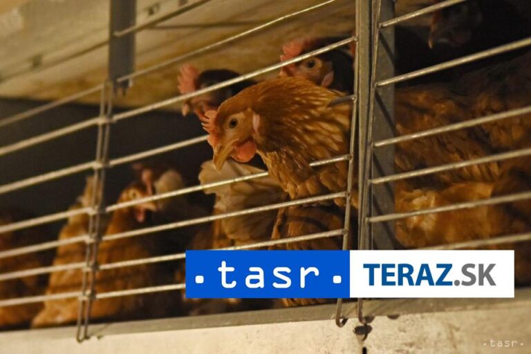 Zákaz klietkových chovov neprežije asi 15 % českých hydinárov