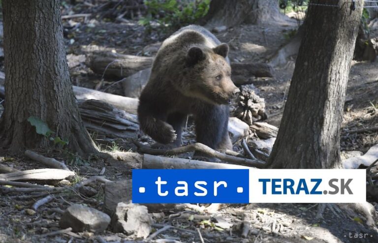 Po napadnutí medveďom na Poľane utrpeli zranenia dve osoby