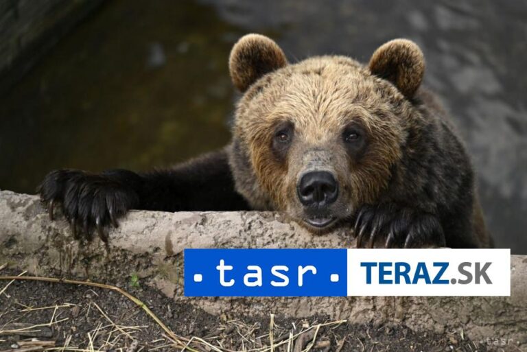 Informácia o medveďovi v Jakubanoch nie je pravdivá