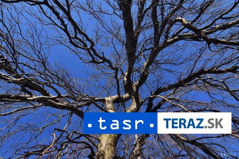 Bývalý lesný porast pri plavárni v Leviciach chcú opäť zalesniť