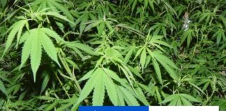 Spotreba marihuany v Nemecku rastie