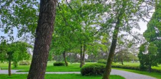 V Žiline tento rok doplnili zeleň na ploche 4600 štvorcových metrov