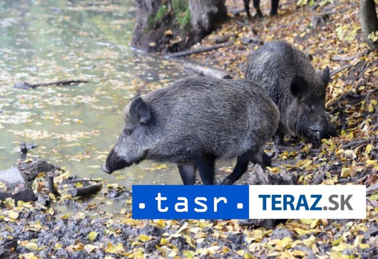 Výskyt diviakov v Kysuckom Lieskovci riešil krízový štáb