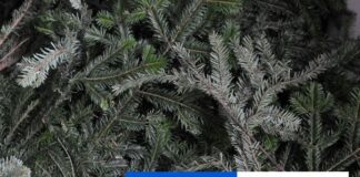 Vianočný stromček v centre Prešova pochádza z Ľubotíc