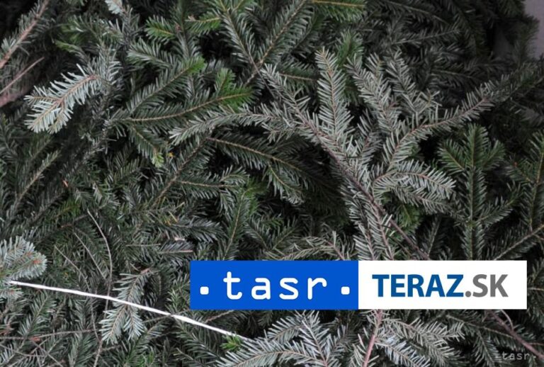 Živé vianočné stromčeky v Handlovej opäť využijú na tvorbu kompostu