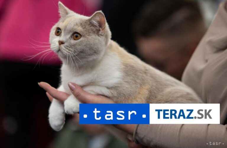 Za utýranie dvoch mačiatok odsúdili tínedžera na rok väzenia