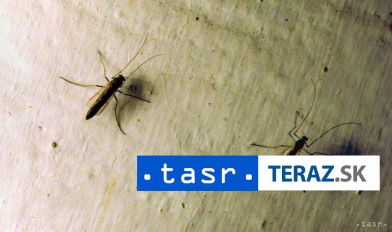 Bratislava spustila zásahy proti komárom, likviduje larvy
