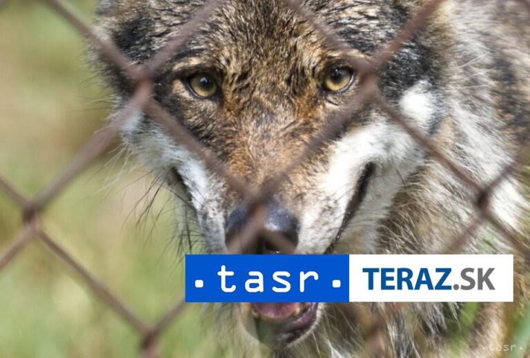 Zmutované vlky v okolí Černobyľa dokážu odolávať rakovine