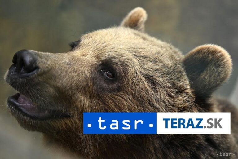 V uliciach Liptovského Mikuláša behá medveď, hlásia zranených