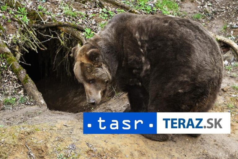 Rizikového medveďa v lokalite Banisko v Brezne eliminoval zásahový tím