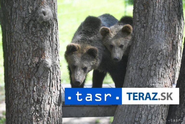 Medveď mal naháňať dvoch ľudí, ženu našli mŕtvu