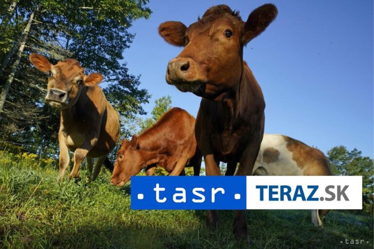 Veterinárna správa nariadila depopuláciu chovu dobytka v Dolnom Štále