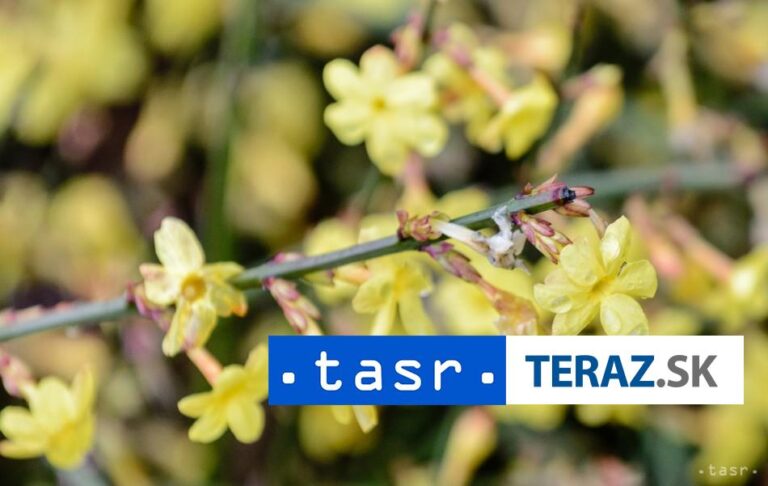 Na ozdravenie drevín v banskobystrickom parku požiadali o dotáciu