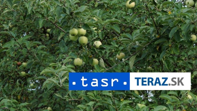 Titul získala tento rok táto odroda