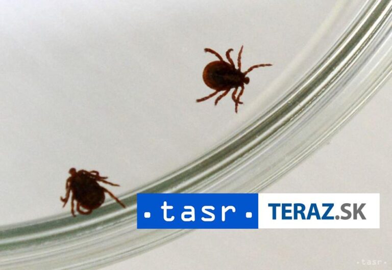Kliešte sú aktívne, po návšteve prírody si treba skontrolovať pokožku