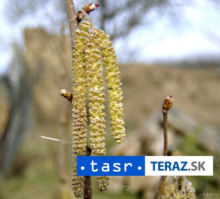 Lieska začala kvitnúť v januári, jelša začiatkom februára