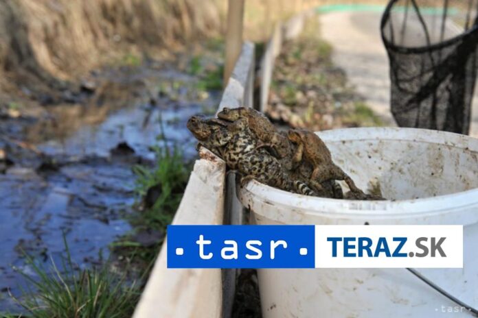 Zacina-sa-sezona-prenosu-ropuch-na-Striebornicu-pri-Piestanoch.jpg