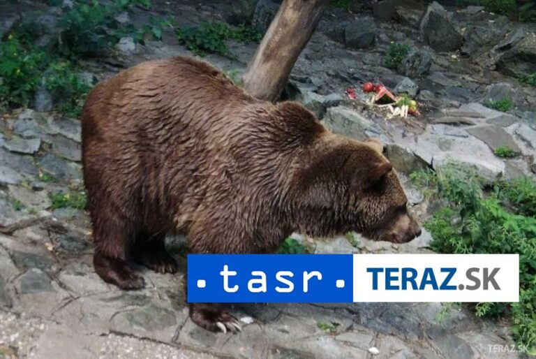 Zamestnávatelia vítajú kroky na ochranu bezpečnosti voči medveďom