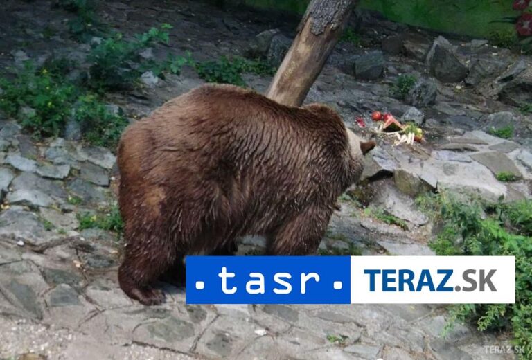 Polícia upozorňuje na výskyt medveďov v okrese Prievidza