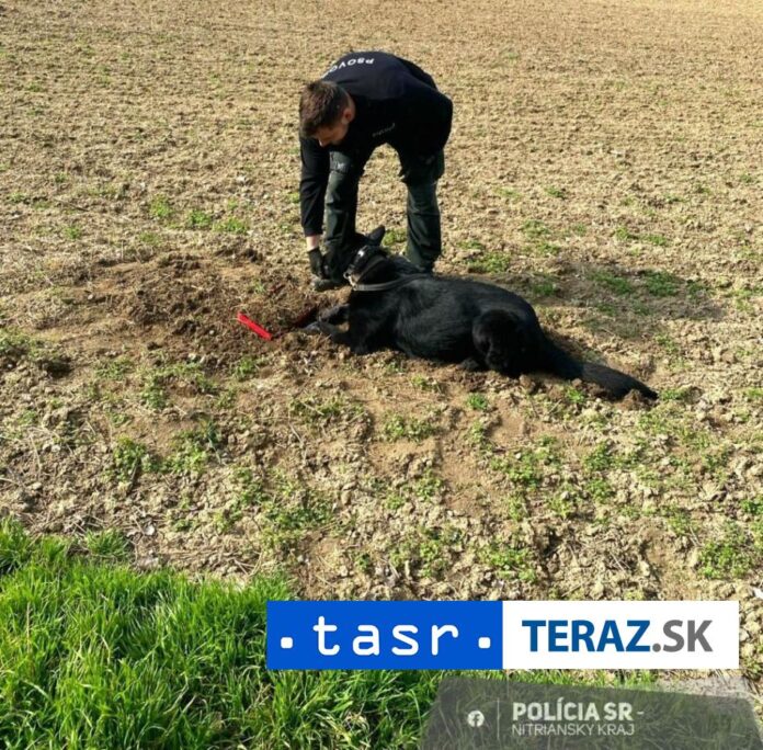 Sluzobny-pes-pomohol-vo-Vlcanoch-vypatrat-ukradnutu-pokladnicku.jpg