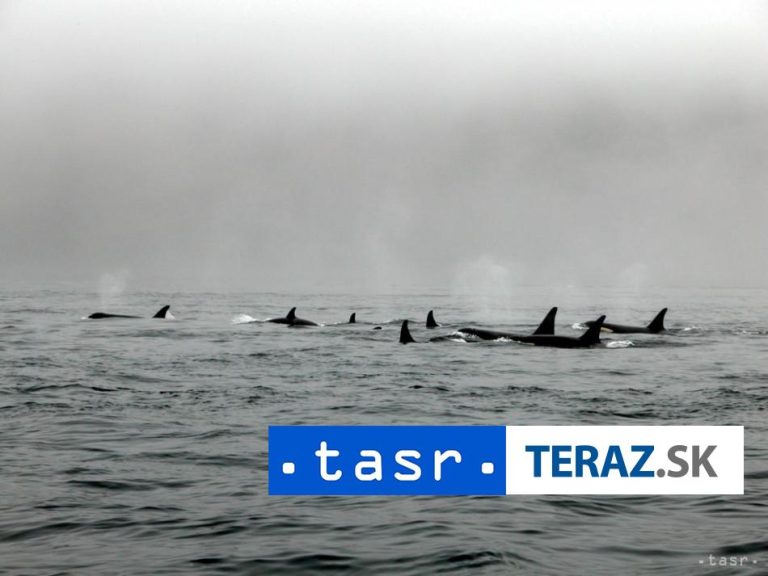 Kosatky potopili plachetnicu, posádku zachránil tanker