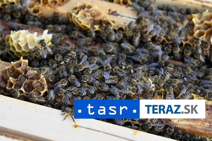 Na-jar-pribudli-v-Nitre-nove-vcelie-ule.jpg