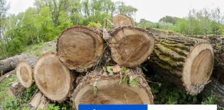 Pre výrub stromov uzavrú lesnú cestu medzi Myslavou a hájovňou Girbeš