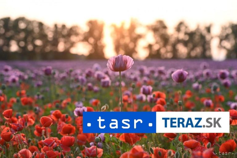 V Afganistane došlo k potýčkam kvôli likvidácii úrody maku