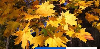 Centrum mesta bude vďaka Dubčekovej aleji zelenšie