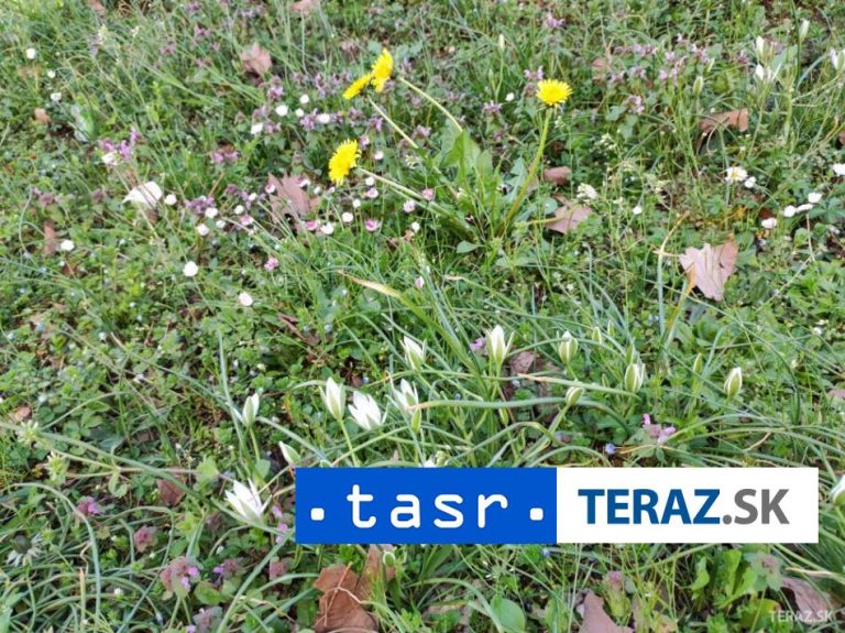 Peľ tráv z čeľade lipnicovitých bude silný alergén týchto týždňov