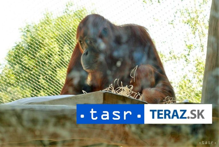 V bratislavskej zoo si pripomínajú Svetový deň orangutanov