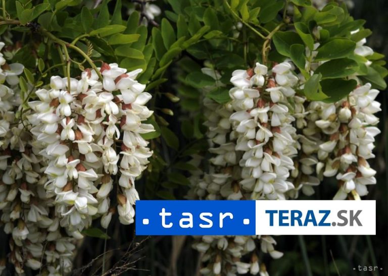 Kvet agátu má viacero priaznivých účinkov, využíva sa aj v kozmetike