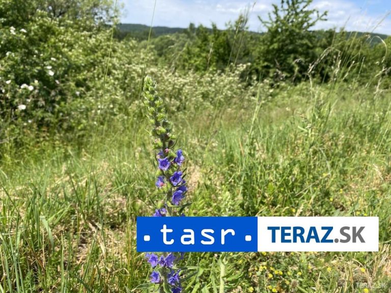 Na štúdii o lesných druhoch rastlín sa podieľal slovenský vedec