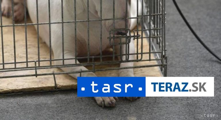 Svetový deň laboratórnych zvierat upozorňuje na problém testovania