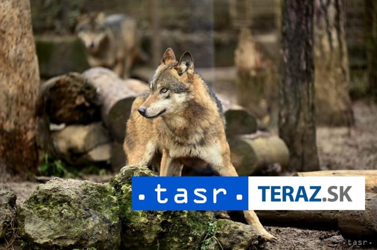 Bernský dohovor podporil zníženie ochranného statusu vlka dravého