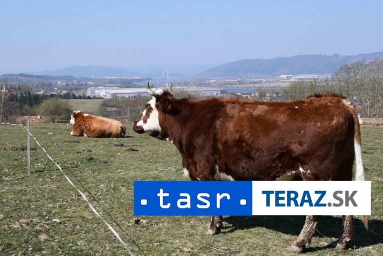 Na hranici s Maďarskom sa objavila nákaza slintačky a krívačky