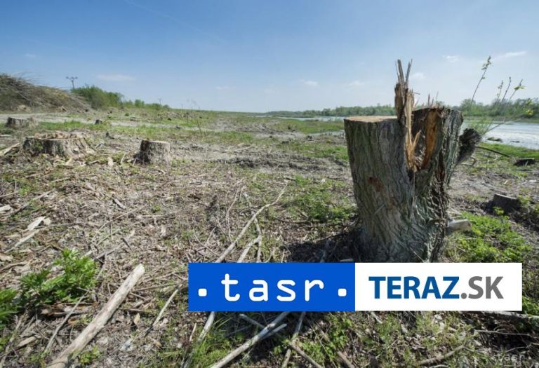 Vyrúbali 33 stromov bez povolenia, teraz im hrozí väzenie