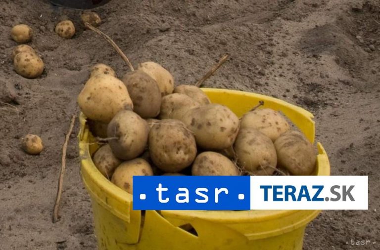 Produkcia zemiakov má v Európskej únii klesajúci trend