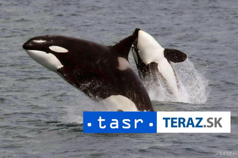 Španielski záchranári odtiahli plachetnicu, ktorú poškodili kosatky