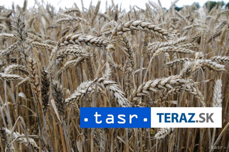 Veľký Krtíš neavizoval, že by jarné mrazy poškodili zasiate obilniny