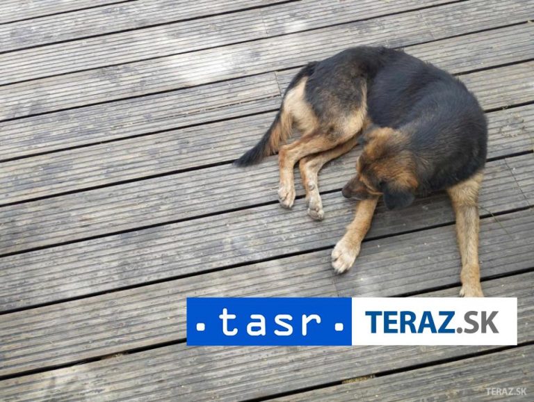 Mužovi hrozí väzenie za týranie psa, trpel silným zamorením larvami