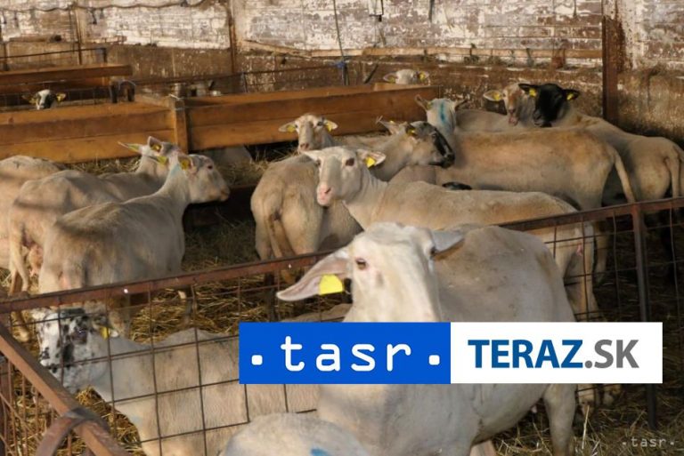 Španielska polícia rozbila gang bitúnkov s chorými zvieratami