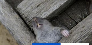 Vedci tri roky sledovali jaskyňu v Nemecku. Toto zistili o potkanoch