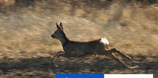 Riziko stretu so zverou na cestách v zime rastie