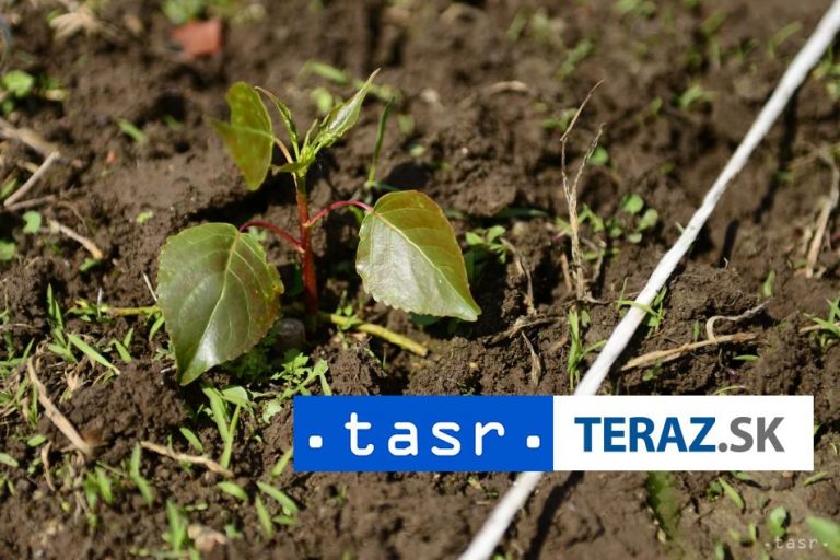 Suchá priniesli rozmach pestovania pistácií v Španielsku